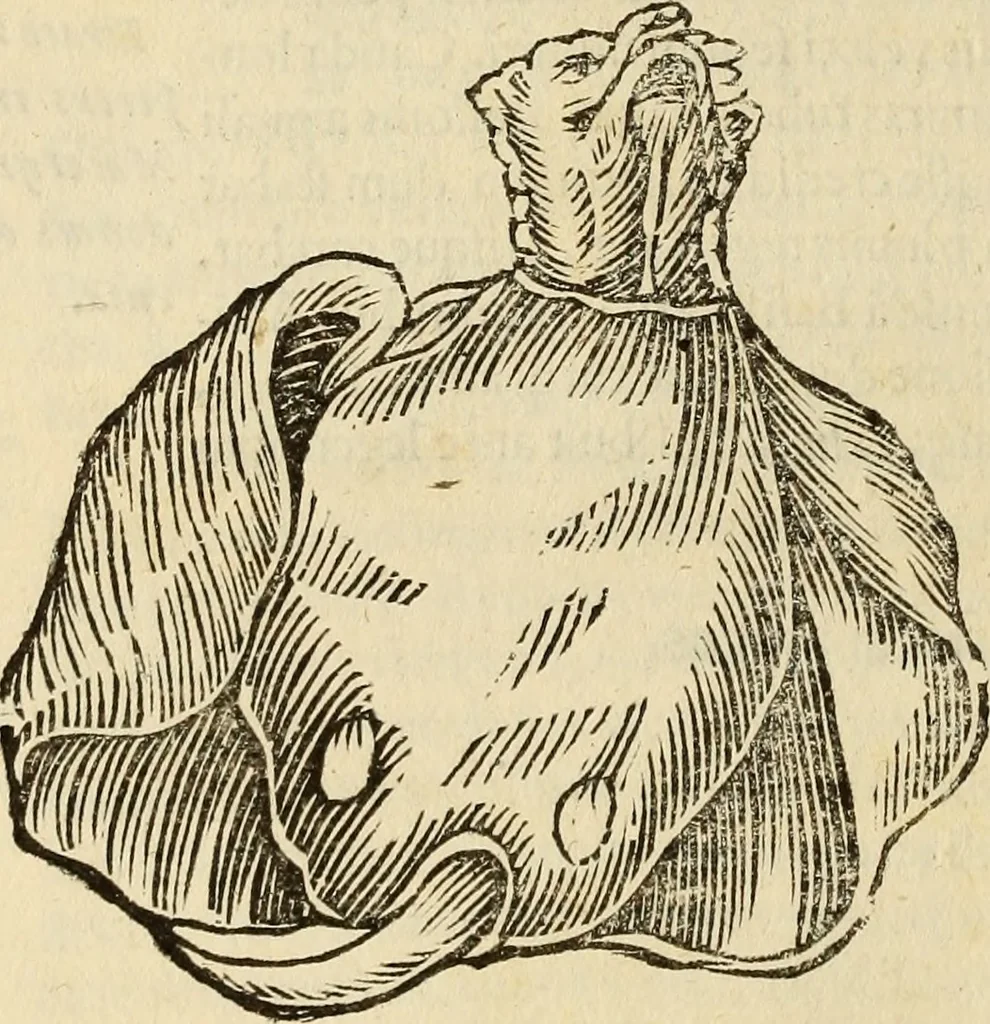 An illustration from Vylssis Aldrovandi ... Serpentvm, et draconv historiae libri dvo : Bartholomaevs Ambrosinvs ... opus concinnauit ... : cum indice memorabilium, nec non uariar linguar locupletissimo, 1640, leaf 375