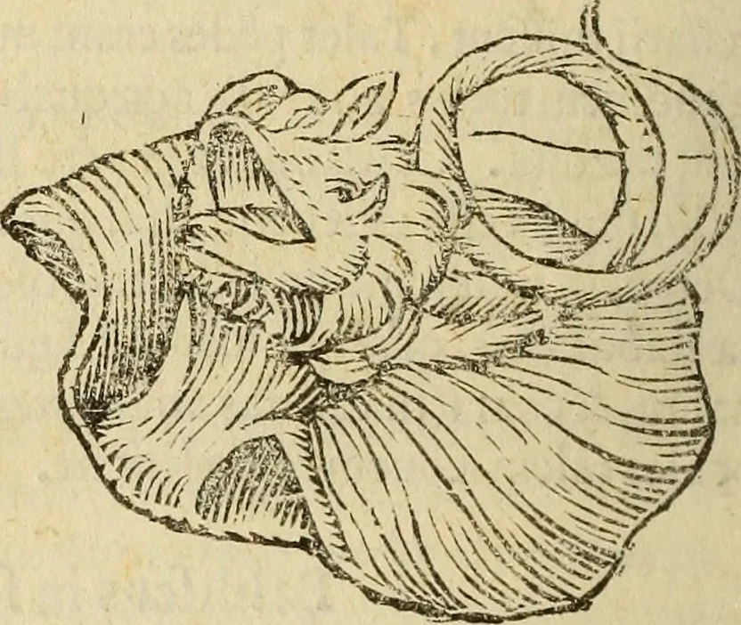An illustration from Vylssis Aldrovandi ... Serpentvm, et draconv historiae libri dvo : Bartholomaevs Ambrosinvs ... opus concinnauit ... : cum indice memorabilium, nec non uariar linguar locupletissimo, 1640, leaf 375