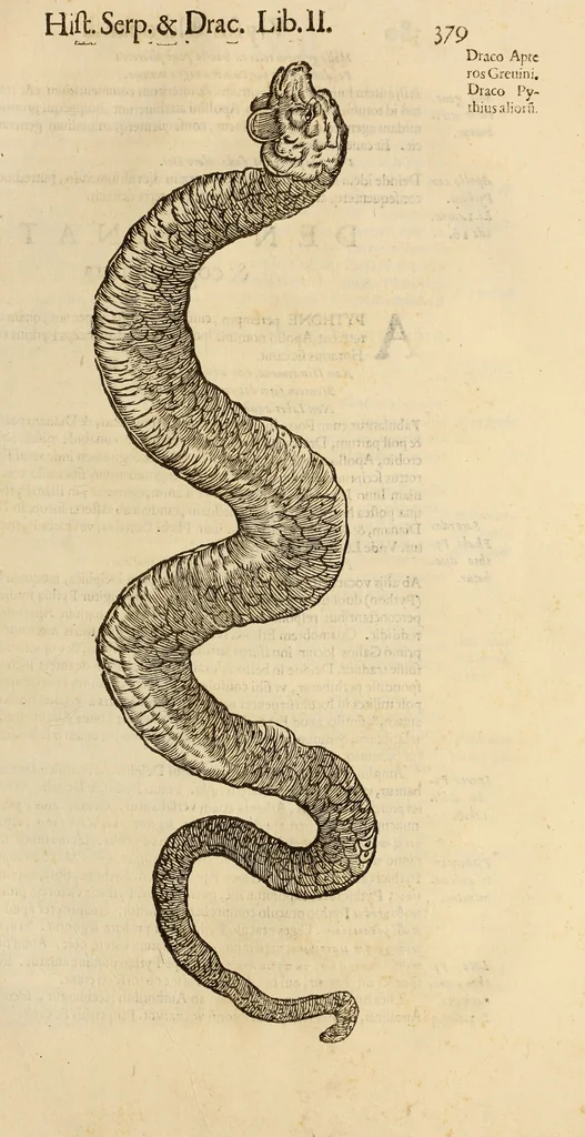 An illustration from Vylssis Aldrovandi ... Serpentvm, et draconv historiae libri dvo : Bartholomaevs Ambrosinvs ... opus concinnauit ... : cum indice memorabilium, nec non uariar linguar locupletissimo, 1640, leaf 390