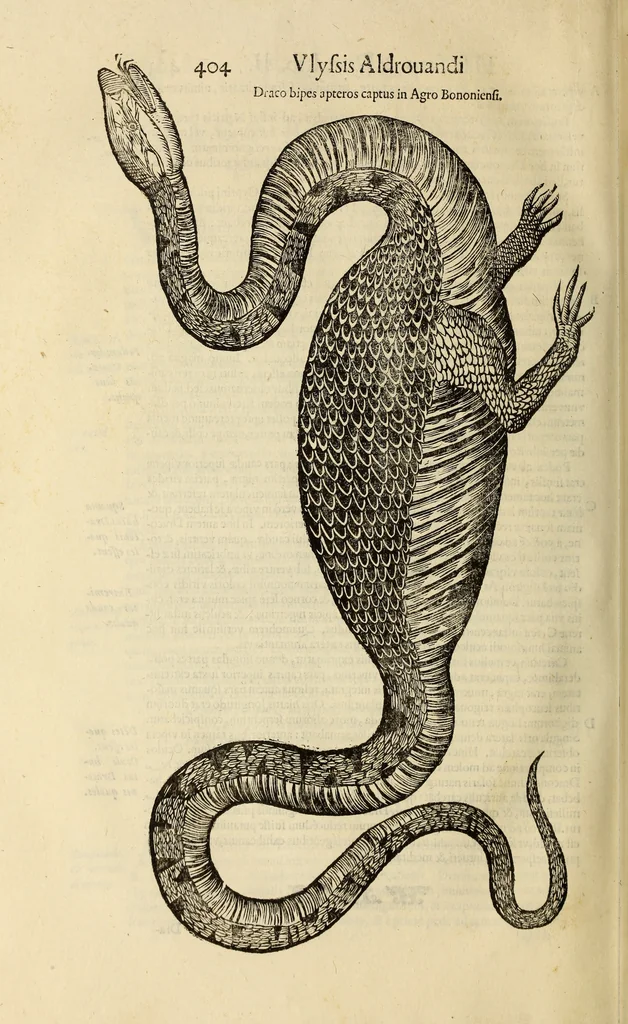 An illustration from Vylssis Aldrovandi ... Serpentvm, et draconv historiae libri dvo : Bartholomaevs Ambrosinvs ... opus concinnauit ... : cum indice memorabilium, nec non uariar linguar locupletissimo, 1640, leaf 415