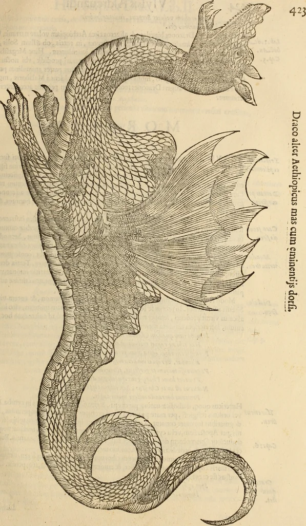 An illustration from Vylssis Aldrovandi ... Serpentvm, et draconv historiae libri dvo : Bartholomaevs Ambrosinvs ... opus concinnauit ... : cum indice memorabilium, nec non uariar linguar locupletissimo, 1640, leaf 434