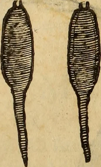 An illustration from Vylssis Aldrovandi ... Serpentvm, et draconv historiae libri dvo : Bartholomaevs Ambrosinvs ... opus concinnauit ... : cum indice memorabilium, nec non uariar linguar locupletissimo, 1640, leaf 72