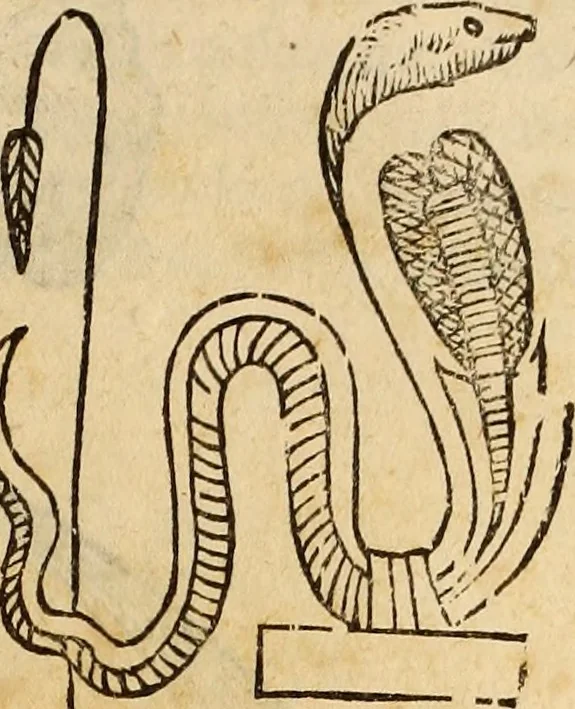 An illustration from Vylssis Aldrovandi ... Serpentvm, et draconv historiae libri dvo : Bartholomaevs Ambrosinvs ... opus concinnauit ... : cum indice memorabilium, nec non uariar linguar locupletissimo, 1640, leaf 72