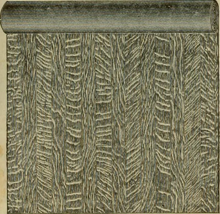 An illustration from Wall paper., 1900, leaf 11