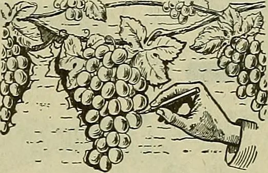 An illustration from Wall paper., 1900, leaf 18