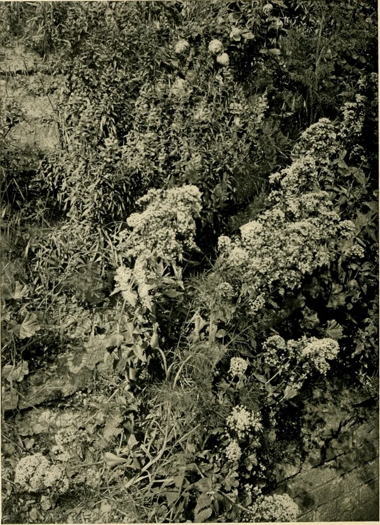An illustration from Wall and water gardens, 1902, leaf 101
