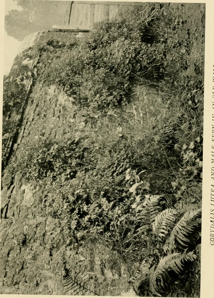 An illustration from Wall and water gardens, 1902, leaf 104