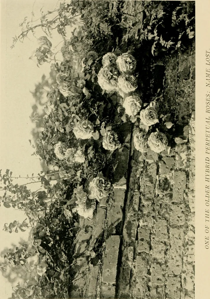 An illustration from Wall and water gardens, 1902, leaf 117