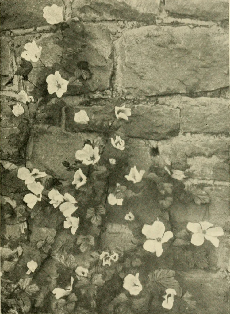 An illustration from Wall and water gardens, 1902, leaf 120
