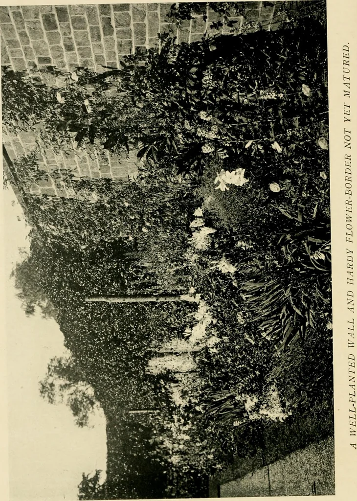 An illustration from Wall and water gardens, 1902, leaf 125
