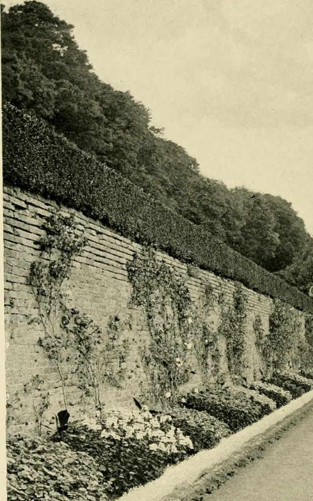 An illustration from Wall and water gardens, 1902, leaf 131