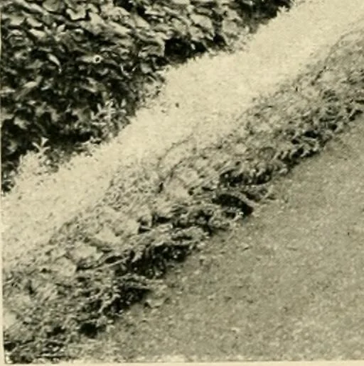 An illustration from Wall and water gardens, 1902, leaf 131