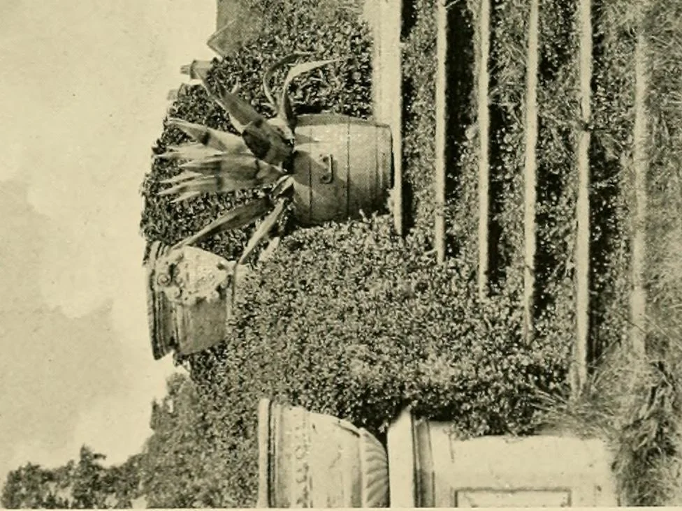 An illustration from Wall and water gardens, 1902, leaf 138