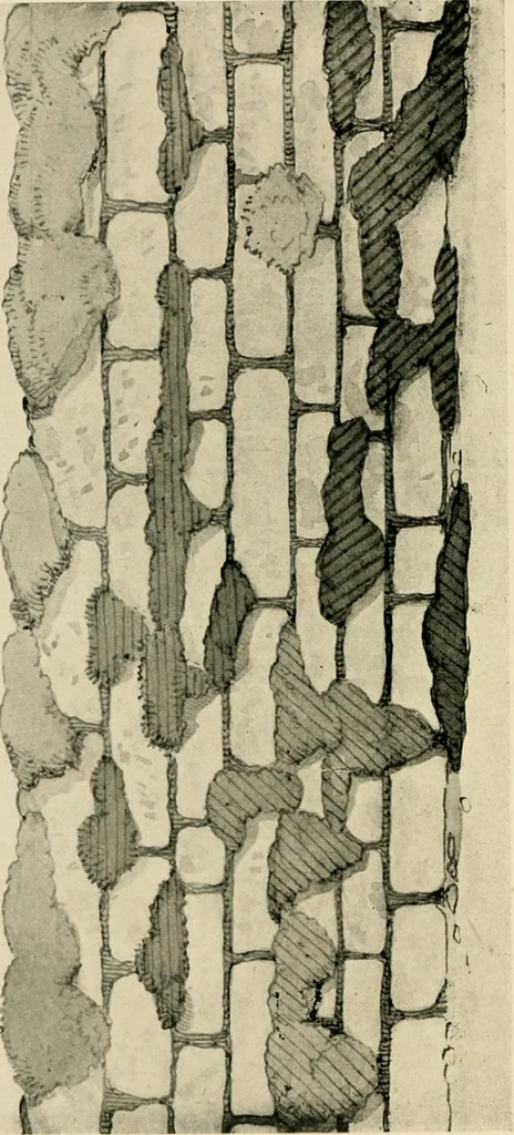 An illustration from Wall and water gardens, 1902, leaf 149