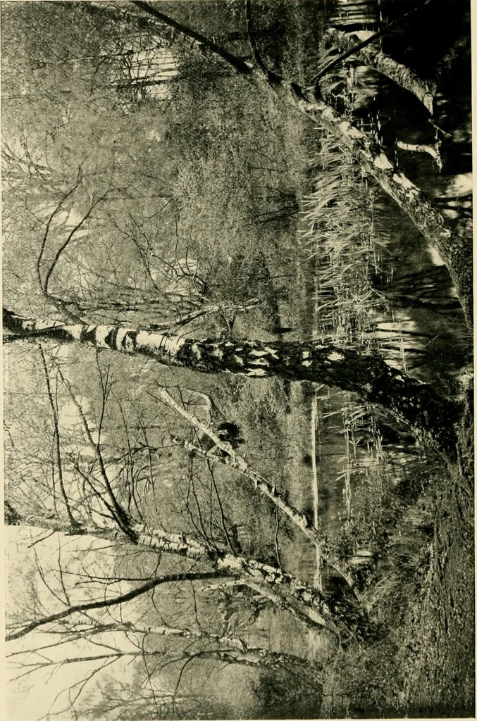 An illustration from Wall and water gardens, 1902, leaf 157