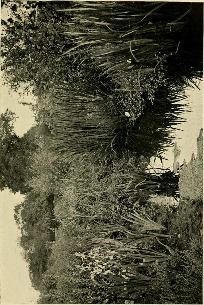 An illustration from Wall and water gardens, 1902, leaf 160