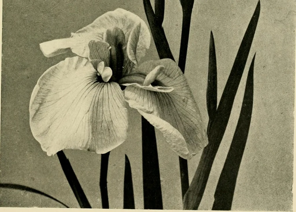 An illustration from Wall and water gardens, 1902, leaf 164