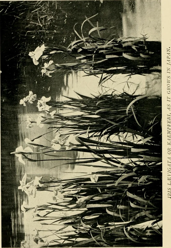 An illustration from Wall and water gardens, 1902, leaf 165