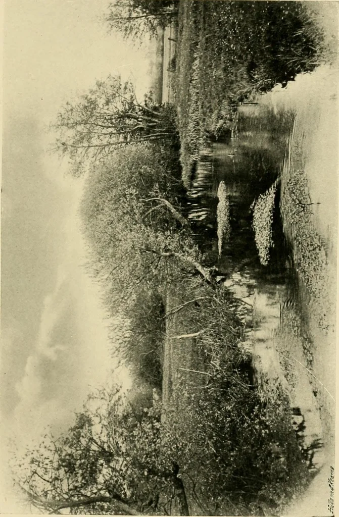 An illustration from Wall and water gardens, 1902, leaf 168
