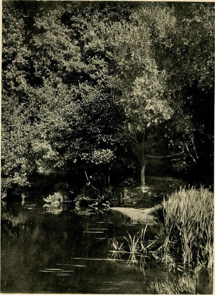 An illustration from Wall and water gardens, 1902, leaf 169