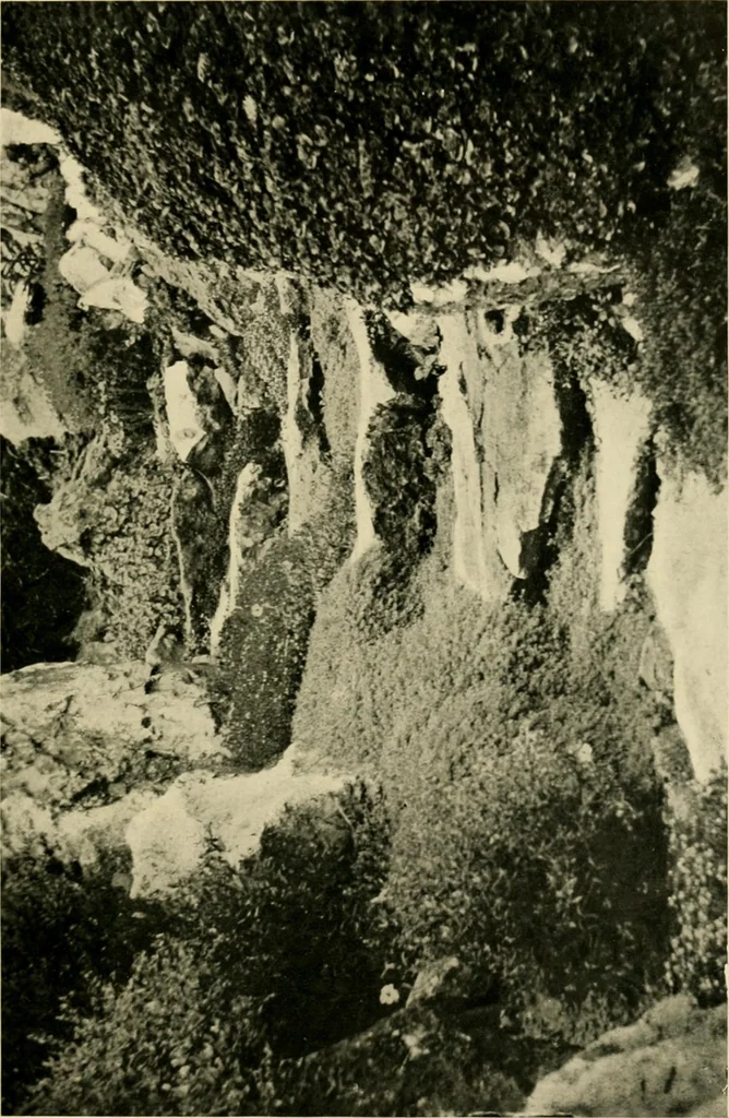 An illustration from Wall and water gardens, 1902, leaf 188