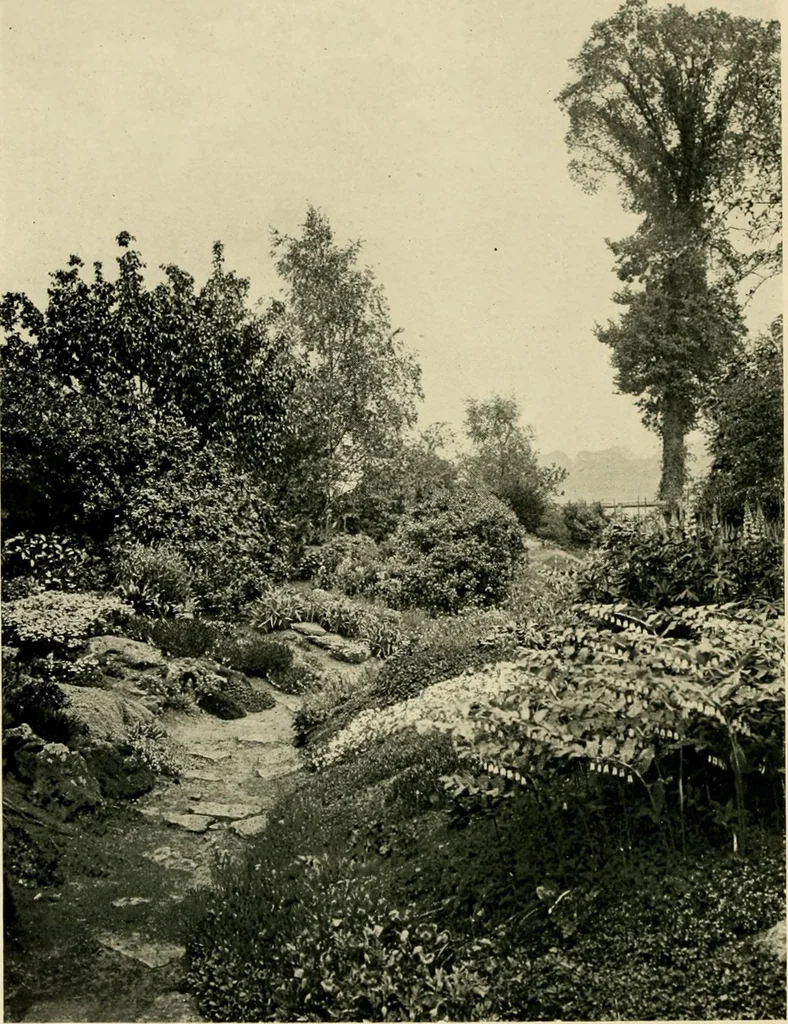 An illustration from Wall and water gardens, 1902, leaf 189