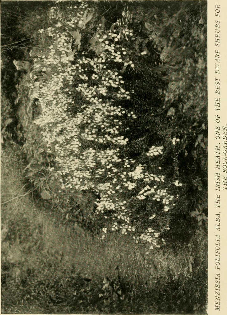 An illustration from Wall and water gardens, 1902, leaf 196