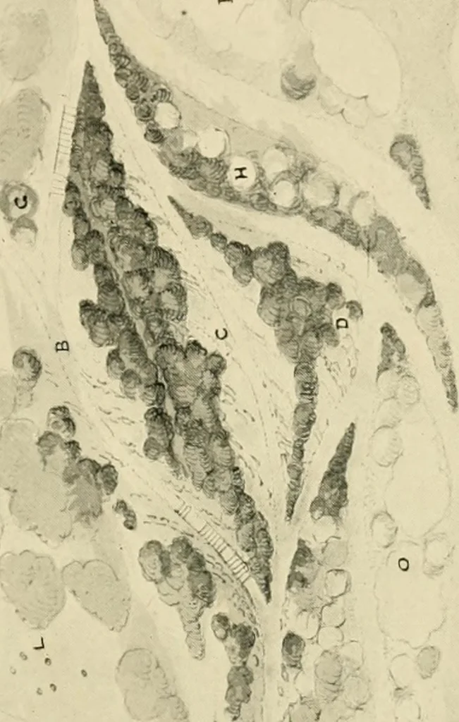 An illustration from Wall and water gardens, 1902, leaf 200
