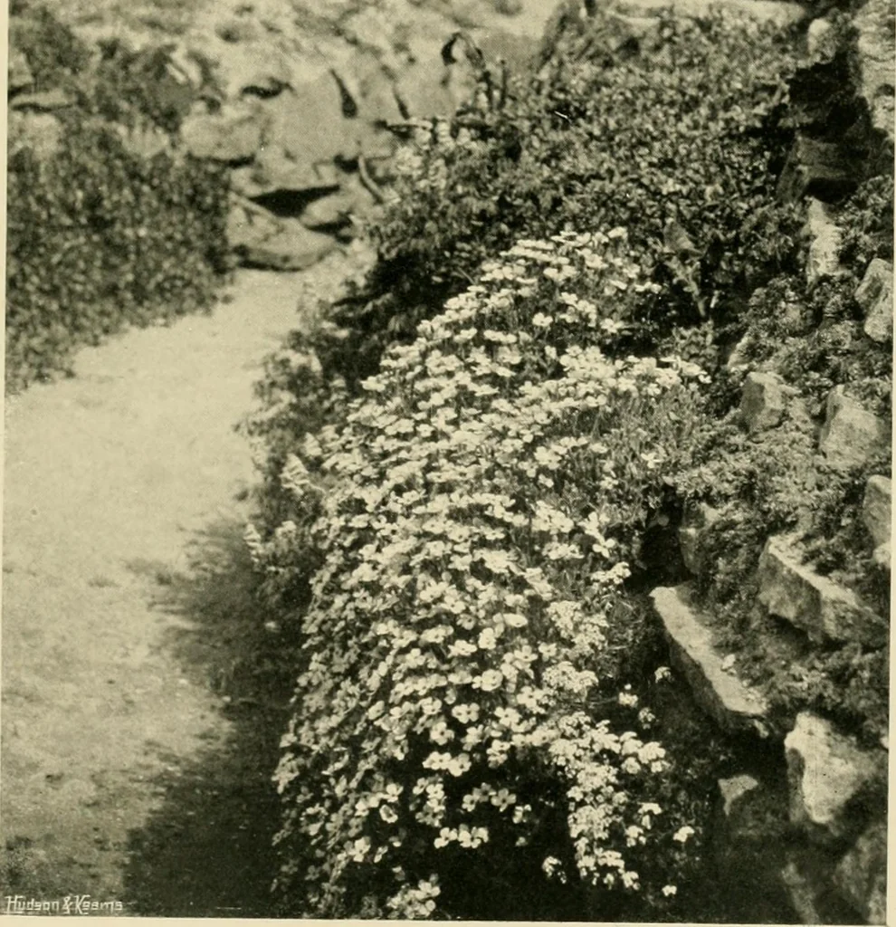 An illustration from Wall and water gardens, 1902, leaf 204