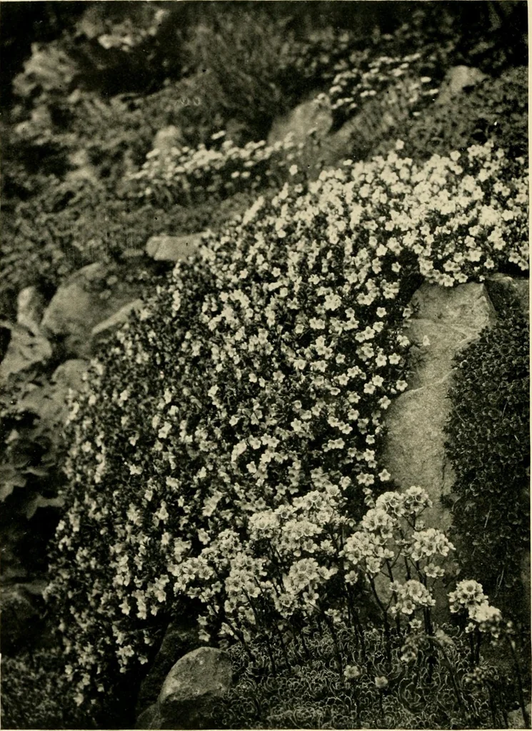 An illustration from Wall and water gardens, 1902, leaf 205
