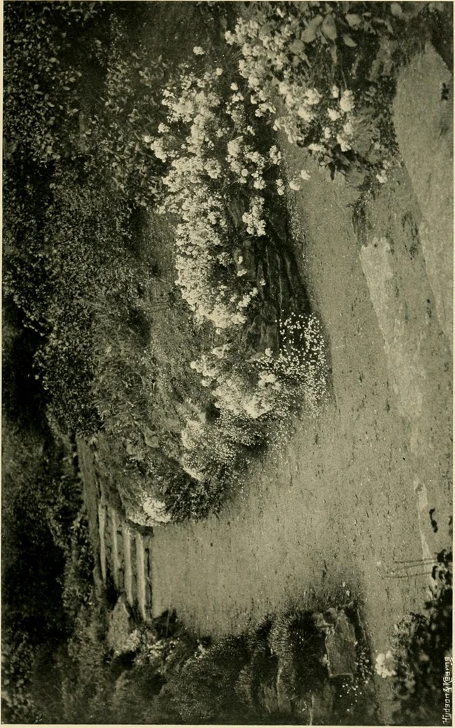 An illustration from Wall and water gardens, 1902, leaf 208