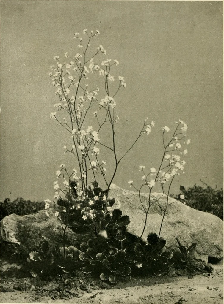 An illustration from Wall and water gardens, 1902, leaf 209