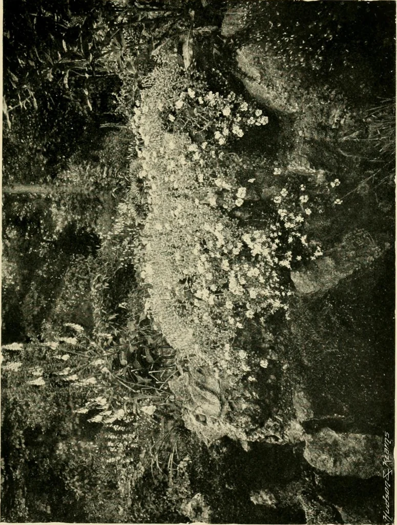 An illustration from Wall and water gardens, 1902, leaf 212