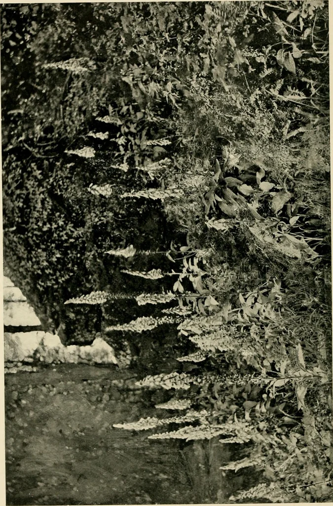 An illustration from Wall and water gardens, 1902, leaf 213