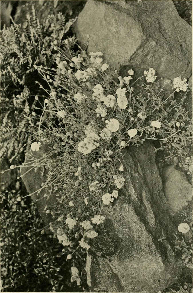 An illustration from Wall and water gardens, 1902, leaf 214