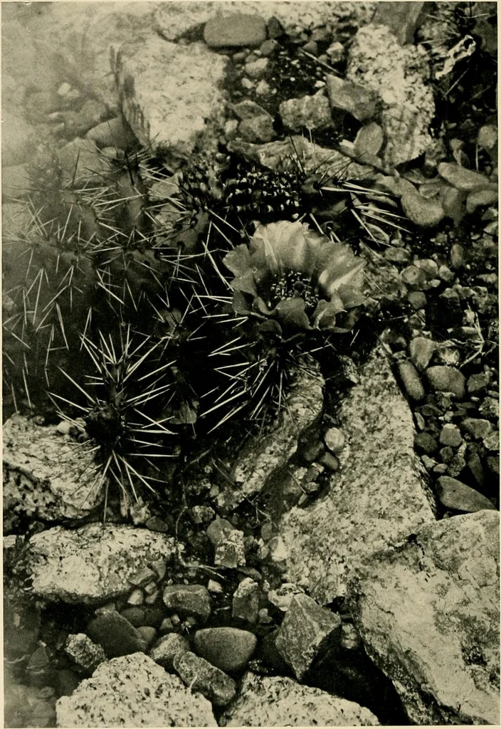 An illustration from Wall and water gardens, 1902, leaf 215