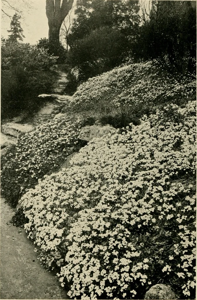 An illustration from Wall and water gardens, 1902, leaf 219