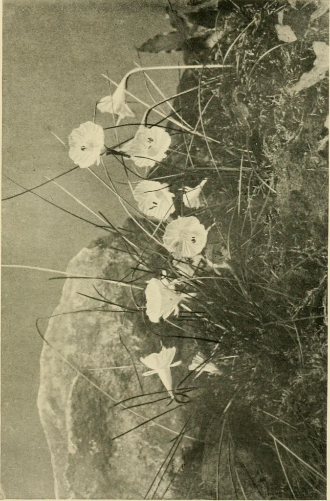 An illustration from Wall and water gardens, 1902, leaf 224