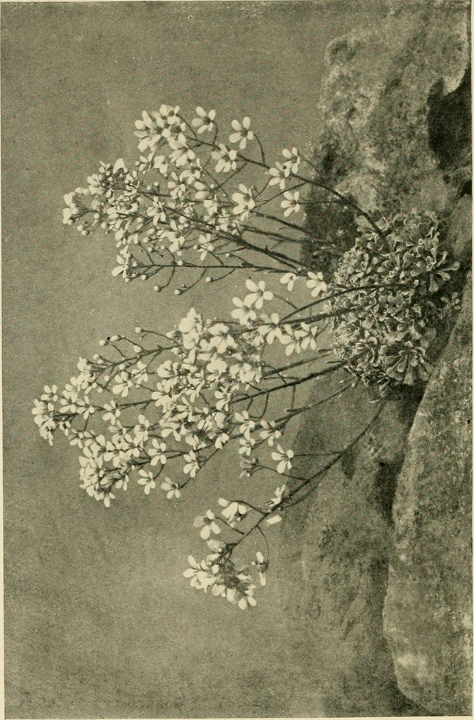 An illustration from Wall and water gardens, 1902, leaf 225