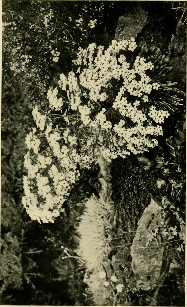 An illustration from Wall and water gardens, 1902, leaf 228