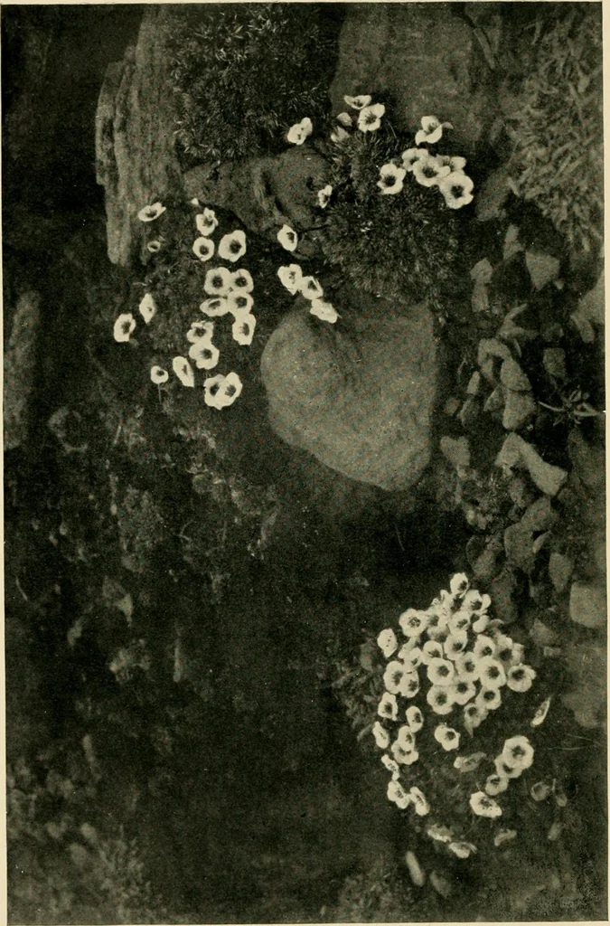 An illustration from Wall and water gardens, 1902, leaf 229