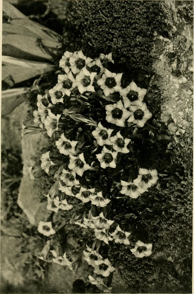 An illustration from Wall and water gardens, 1902, leaf 232