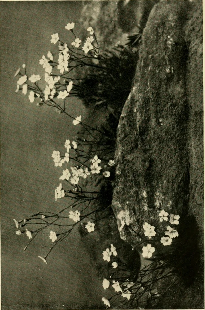 An illustration from Wall and water gardens, 1902, leaf 236