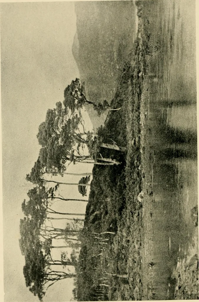 An illustration from Wall and water gardens, 1902, leaf 245