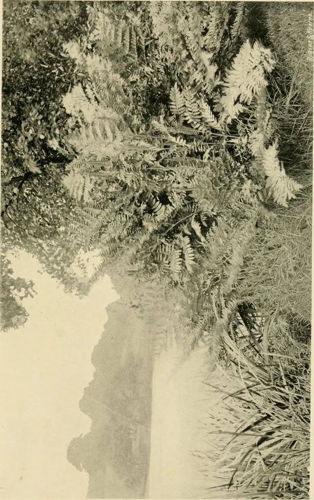 An illustration from Wall and water gardens, 1902, leaf 248