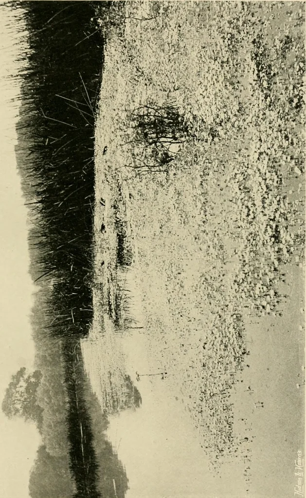 An illustration from Wall and water gardens, 1902, leaf 252