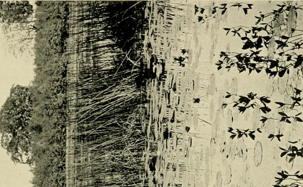 An illustration from Wall and water gardens, 1902, leaf 256