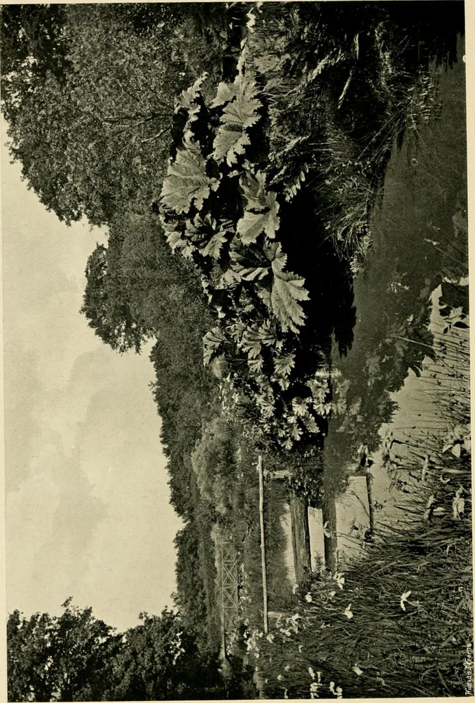 An illustration from Wall and water gardens, 1902, leaf 257