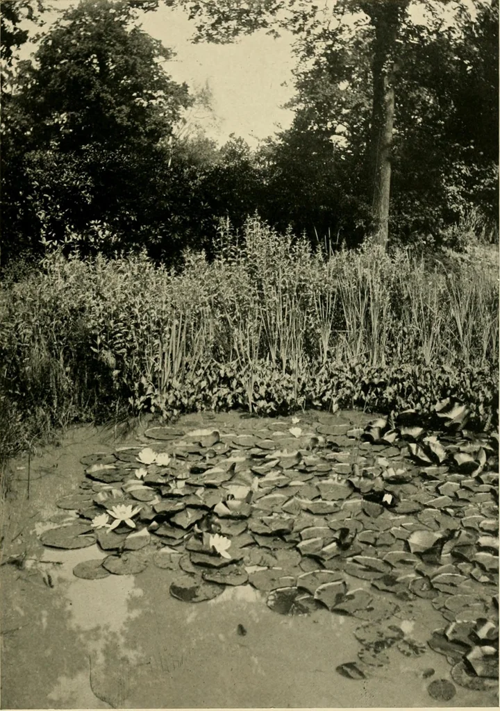 An illustration from Wall and water gardens, 1902, leaf 260