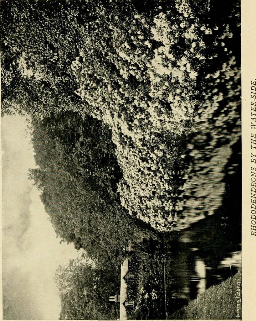 An illustration from Wall and water gardens, 1902, leaf 261